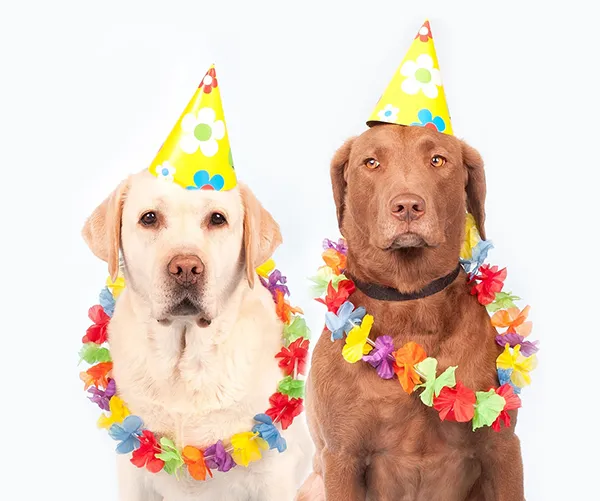 dogs having a party